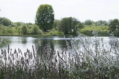 Großer Weidenteich Mit Schilfgürtel