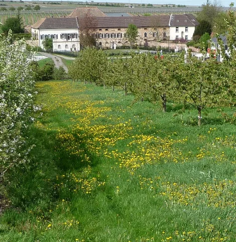 Großkarlbach Panoramio
