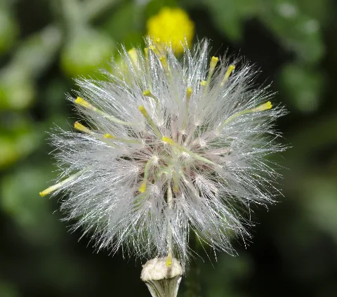 Groundsel Seeds (34342505465)
