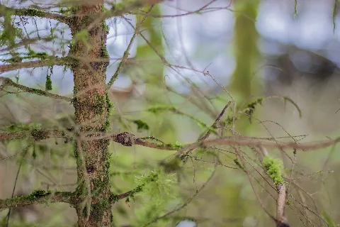 Grün Im Winter, Bemooster Nadelbaum In Der Wutachschlucht Zur Winterzeit