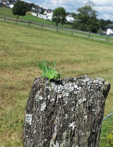 Grünes Heupferd (Tettigonia Viridissima) Nr. 2