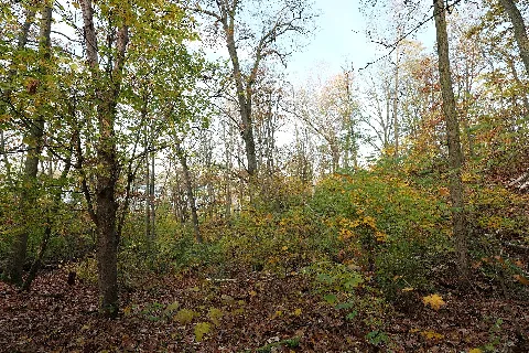 Grunewald At Havelhöhenweg Near Havelberg 2021 11 10 35