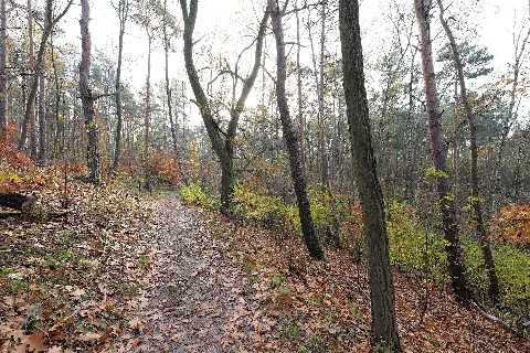 Grunewald At Havelhöhenweg Near Havelberg 2021 11 10 38