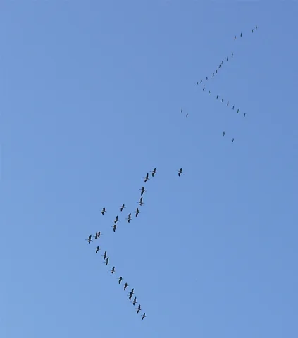 Grus Grus Flocks