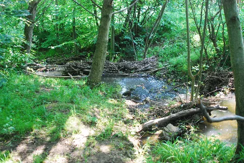 Guentherz 2013 06 08 0314 Wien13 Lainzerbach