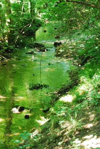 Guentherz 2013 06 08 0318 Wien13 Lainzerbach