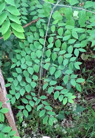 Gymnocladus Dioicus Berlin Bernauer Tp03