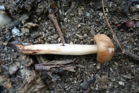 Gymnopus Fusipes 48379059