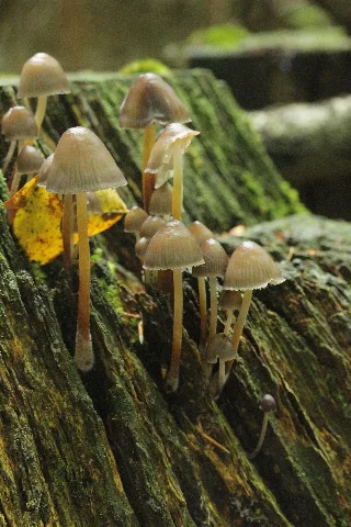 Haard Clustered Bonnet Mycena Inclinata (24010737488)