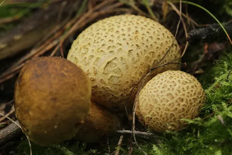 Haard Parasitic Bolete Pseudoboletus Parasiticus (37829129661)