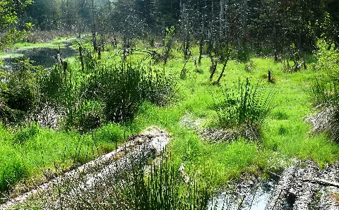 Häuselloh Moor