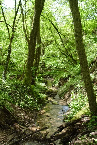 Haibach Doerngraben