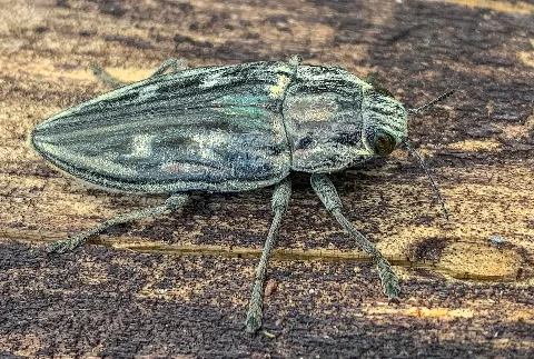 A flatheaded pine borer (Chalcophora mariana) at a pine tree forest belonging to Halbe, Landkreis Dahme-Spreewald, Brandenburg, Germany.