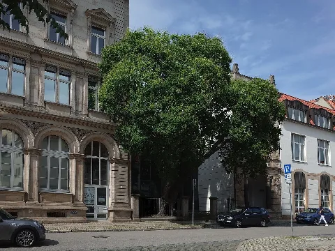 Halberstadt,Blasenesche (Koelreuteria Paniculata)