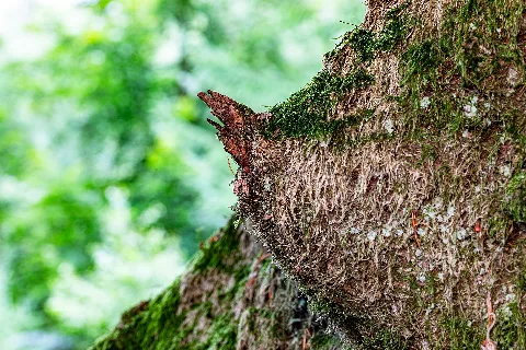 Detail of a tree trunk in the Hohemarkenbusch in the Hohe Mark Nature Park in the district of Holtwick, Haltern am See, North Rhine-Westphalia, Germany
