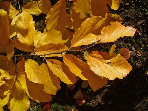 Hamamelis Virginiana 01