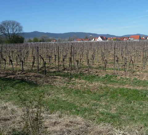Hambacher Schloss Und Großfischlingen Panoramio