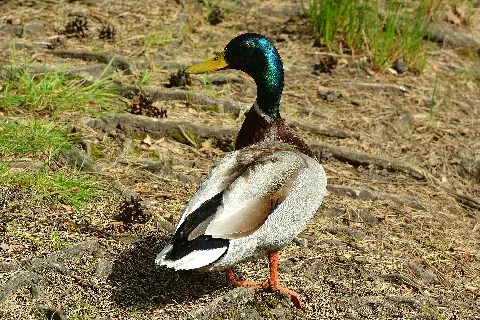Ein Stockenten-Erpel (Anas platyrhynchos) im Klövensteen an der Grenze des Kreises Pinneberg und der Stadt Hamburg. Ein Teil gehört zum Landschaftsschutzgebiet Holmer Sandberge und Moorbereiche (Kreis Pinneberg), ein Teil zum Landschaftsschutzgebiet Altona-Südwest, Ottensen, Othmarschen, Klein Flottbek, Nienstedten, Dockenhuden, Blankenese, Rissen (Hamburg)