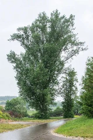 Großsorheim: Verbliebene Pappel als letzter Großbaum einer ehemals aus 2 Pappeln und 2 Eschen bestehenden, raumprägenden Baumgruppe. Naturdenkmal ND-07084. Stand Mitte 2017. Bei Besichtigung waren gleich neben der Pappel unter Grünabfall mehrere Großstücke der ehemaligen Bäume abgelegt.