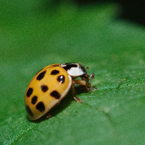 Harmonia Axyridis (9392830145)