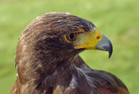Harris's Hawk in the Neuhaus game park near Holzminden, district Holzminden, Lower Saxony, Germany.