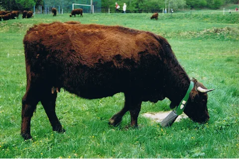 Harz Kuh