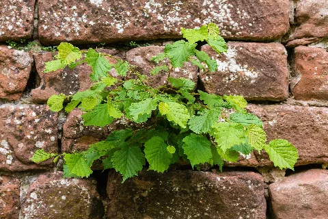 Haselnuss Aus Mauer 2012 06 10 033