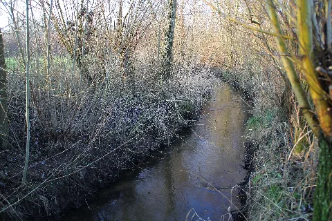 Hasselbach2