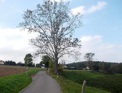 Haßlauo