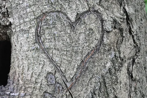 Heart Carved In Wood