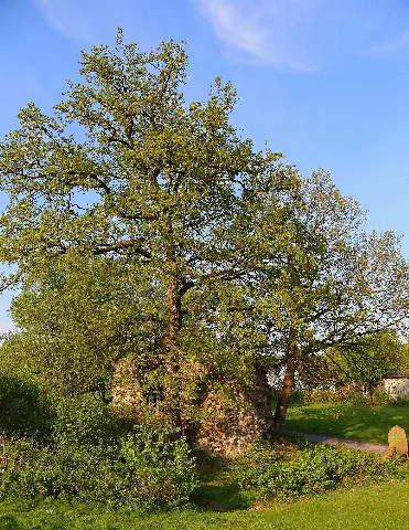 Heidenturm Ibbenbueren 03