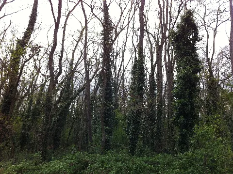 Heidewald 03