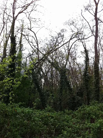 Heidewald 04