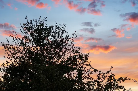 Heilbronn Böckingen Kreuzgrund Baumsilhouetten Vor Himmel Mit Morgenrot (2)