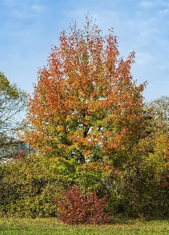 Heilbronn Böckingen Kreuzgrund Familienzentrum Baum Im Herbstlaub (1.2)