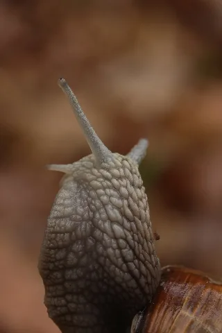 Helix Pomatia (34184400781)