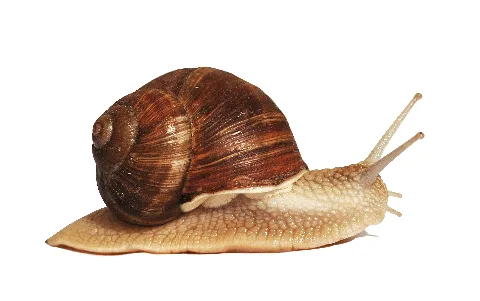 Helixpomatia 05