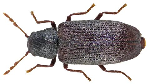 Hemicoelus Fulvicornis (Sturm, 1837) Syn. Anobium Fulvicorne (Sturm, 1837) (11422801913)