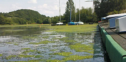 Hengsteysee 2008 Wasserpest 2