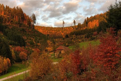 Herbstabend Bei Bergach (Evening During Fall Near Bergach) Geo.hlipp.de 6096