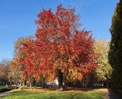 Herbstlaub In Sarstedt Img 9258