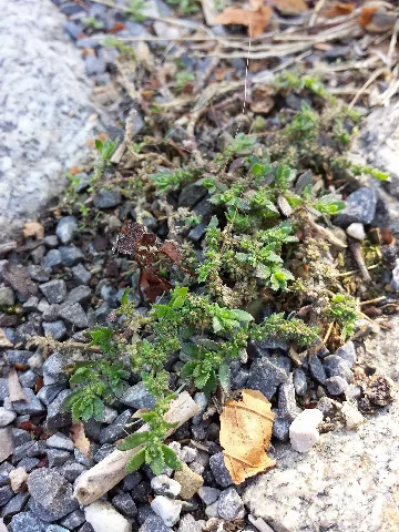 Herniaria Hirsuta Sl1