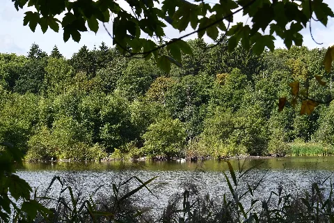 Herrensee Mit Graureihern