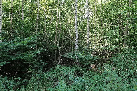 Herrenwald Stadtallendorf 2020 08 21 03