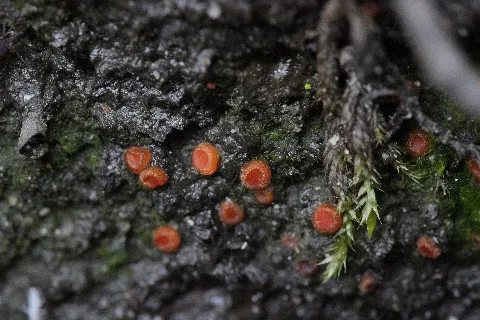 Herten 14.05.2017 Mushroom (35157005065)