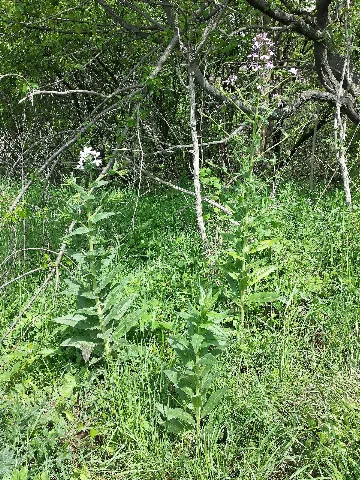 Hesperis Sylvestris Sl1