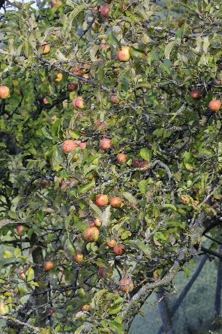 Hesselbach (Derhexer) 2012 09 28 3