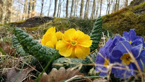 Hessen, Steigerts, Flower