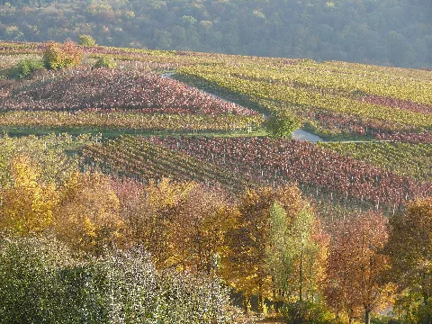 Hessigheim Herbstliche Weinberge Im Flurstück Hambach