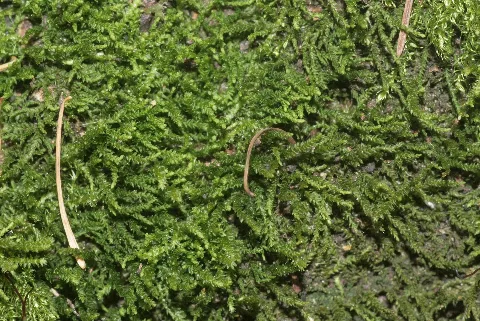 Heterocladium Dimorphum (B, 145615 473704) 9095